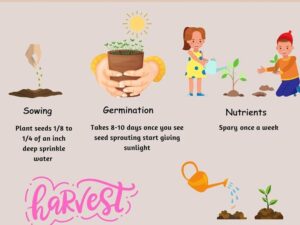 Fast Growing Cauliflower Mix of 5 Types Seeds For Kitchen Gardening-(300 Seeds)