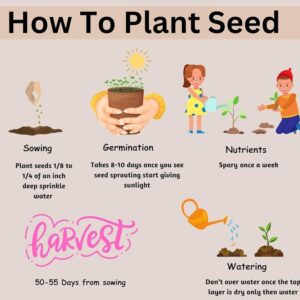 Fast Growing Cauliflower Mix of 5 Types Seeds For Kitchen Gardening-(300 Seeds)