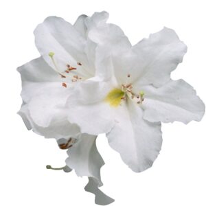 Futaba Japanese Azalea Flower Seeds-White And Yellow 50Pcs
