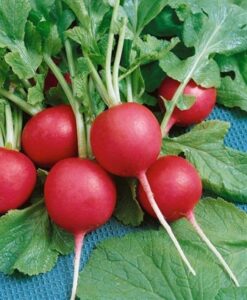 Radish Red Round Vegetable Seeds for Gardening (Pack of 100 Seeds) | Organic, Non-GMO, Fast Germination | Ideal for Pots, Terrace & Kitchen Garden