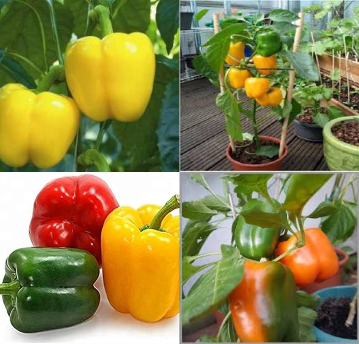 All seasons shimla mirch seeds shimla mirchi beez Shimla mirch vegetable seeds pack of 50 - Image 6