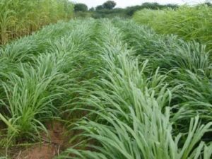 Original Malai Makhan Grass Hybrid Seeds for Green Forage, Pack of 1 Kg