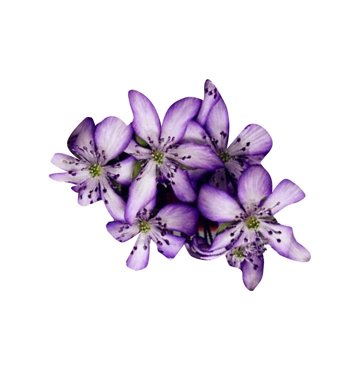 Futaba Hepatica Nolilis Flower Seeds-White And Blue-100Pcs - Image 2