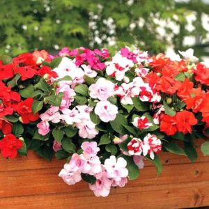 balsam flower plant seeds (pack of 28 seeds) all colours double petal