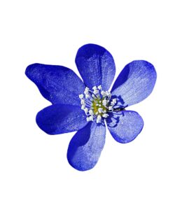 Futaba Hepatica Nolilis Flower Seeds-Dark Blue-100Pcs