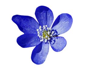 Futaba Hepatica Nolilis Flower Seeds-Dark Blue-100Pcs