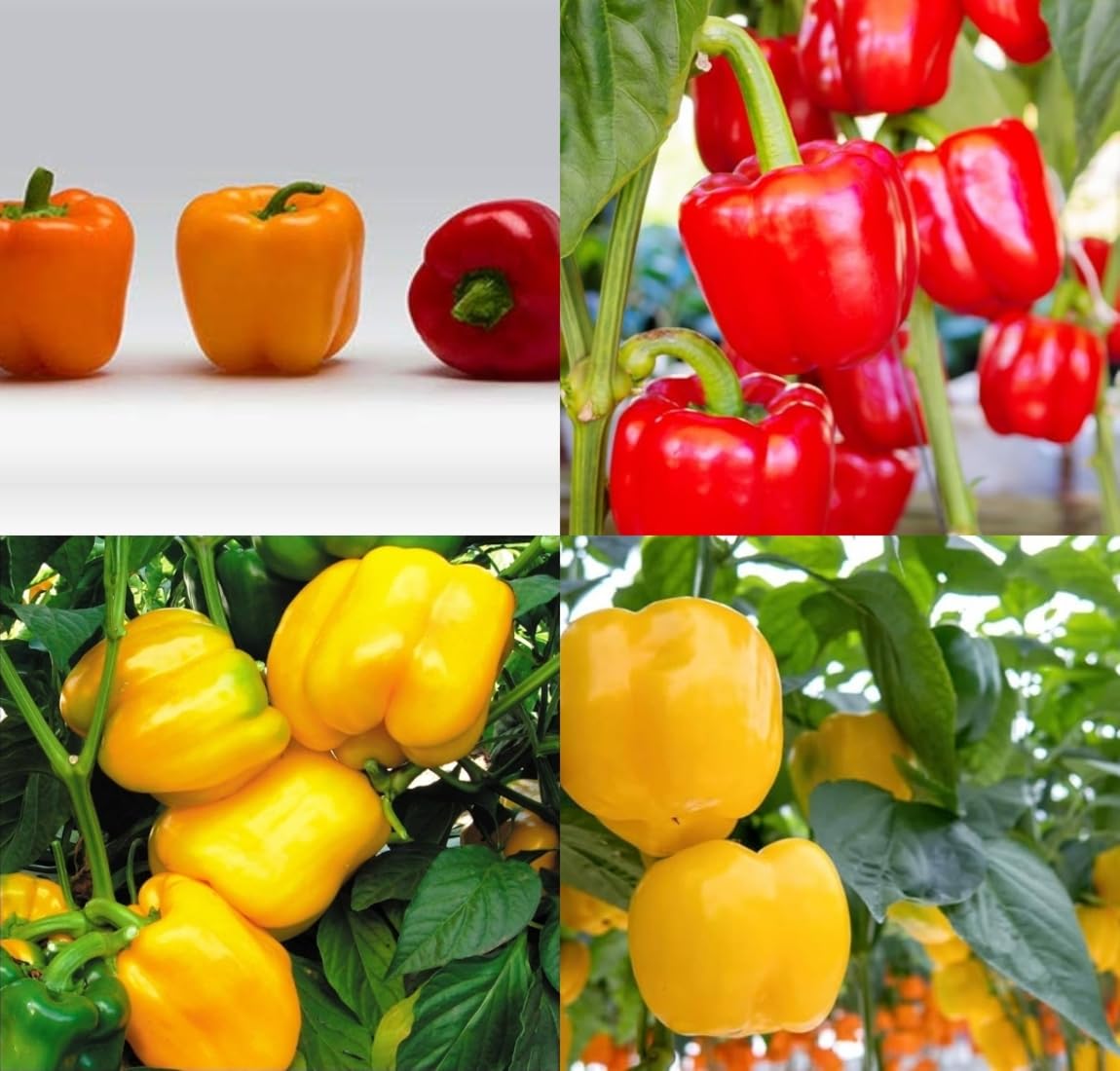All seasons shimla mirch seeds shimla mirchi beez Shimla mirch vegetable seeds pack of 50 - Image 8