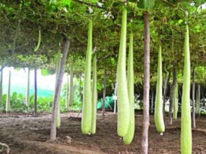 Extra Long Bottle Gourd (Lauki/Ghiya) Seeds, Indian Vegetable Seeds, High Germination Seeds For Home & Garden 30 seeds