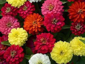 Zinnia Hybrid Flower Seeds for Winter Combo and Home Garden 50 Seeds Zabbus (Mixed).