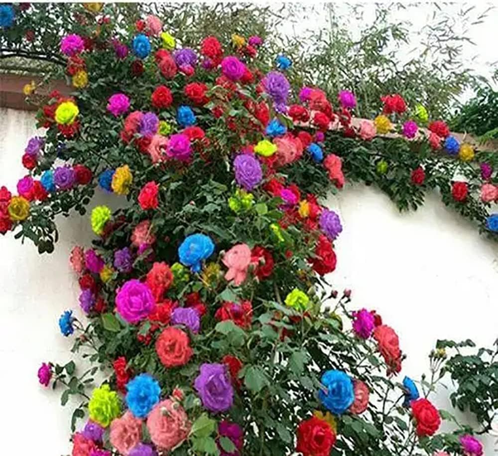 Climbing Rose Imported Flower Multicolours Seeds For Home and Kitchen Gardening Pack of 80 + Seeds for Vibrant Bloom Suitable for All Indian Season - Image 3