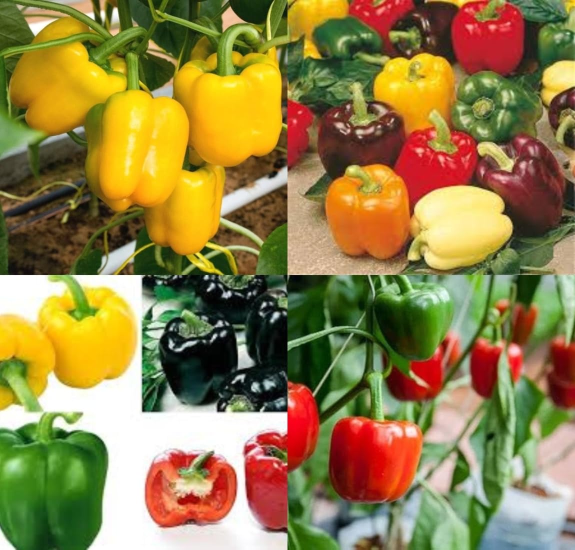 All seasons shimla mirch seeds shimla mirchi beez Shimla mirch vegetable seeds pack of 50 - Image 3