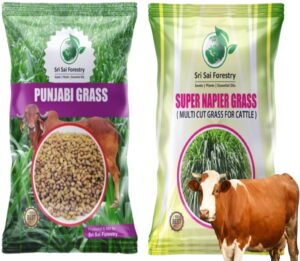 Super Napier & Punjabi Grass (1000 Seeds) | High Yield Multi Cut Fodder Grass for Cattle, Goat, Buffalo, Sheep | Nutritious Green Fodder for Dairy Farming & Livestock