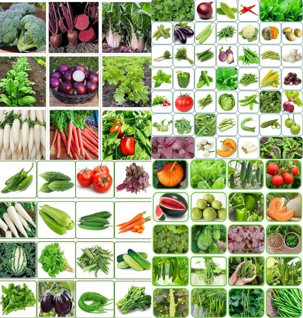 Spring home gardening combo vegetable Exotic Hybrid vegetable seeds Mix organic vegetable seeds 200 - Image 7