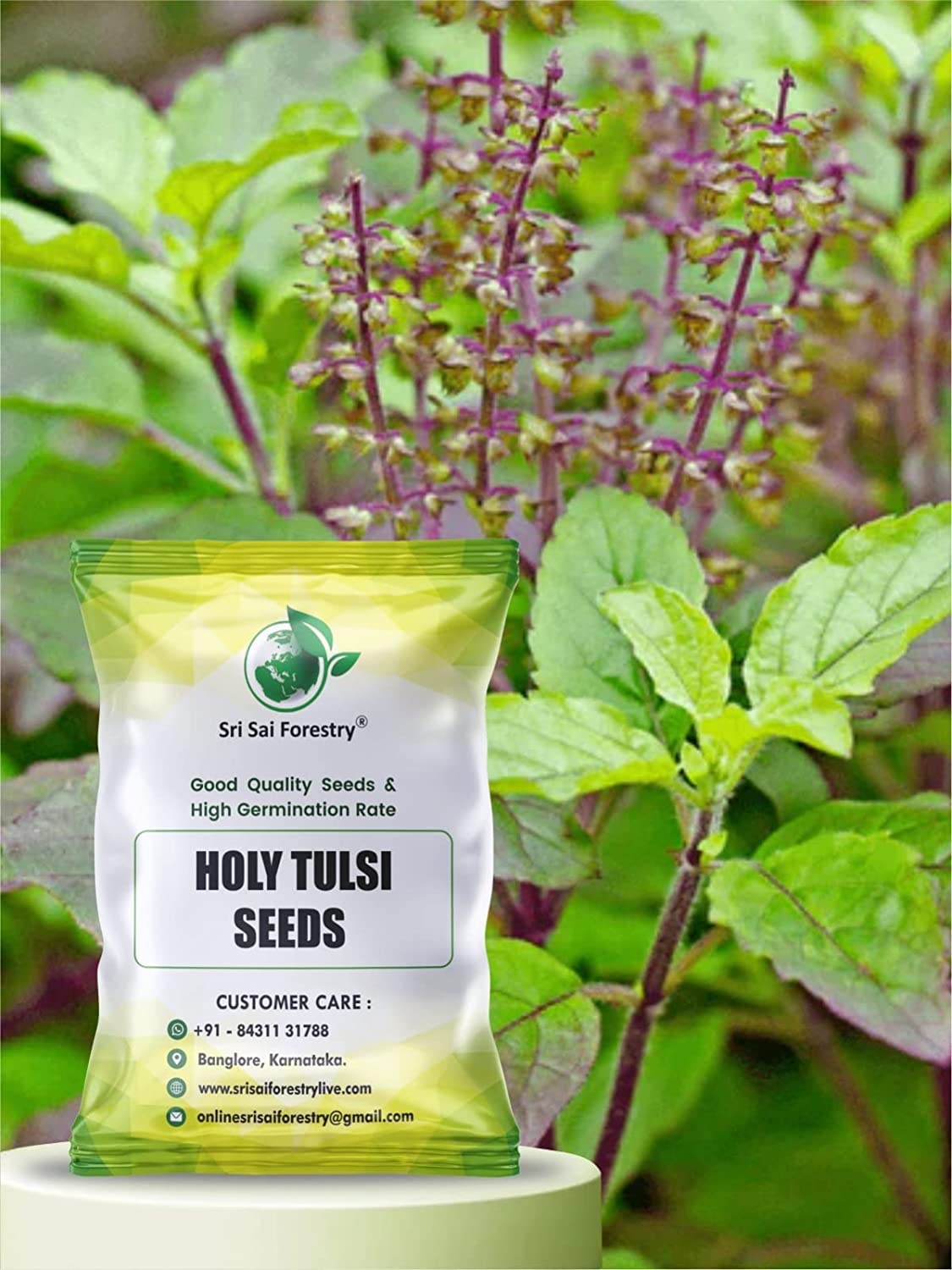 Tulsi Plant Seeds, Basil Seed, Indian Holy Tulsi Seed - Pack of 1500