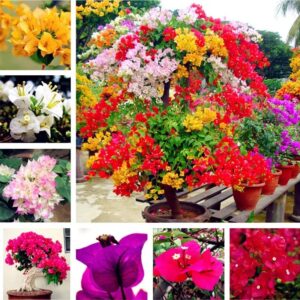 Bougainvillea Mix Colour Flower Seeds | Outdoor/Indoor Fragrant Flowering Seeds for Home Gardening | Natural and Real Planting Seeds Beautiful Bloom Germination Seeds (20 Seeds)