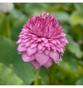 Imported Lotus Ultimate 1000 Petal Pink – 10 Seeds for Stunning Water Garden Blooms, Kamal Gatta Seeds for Planting in Water Bowl For Home Gradening