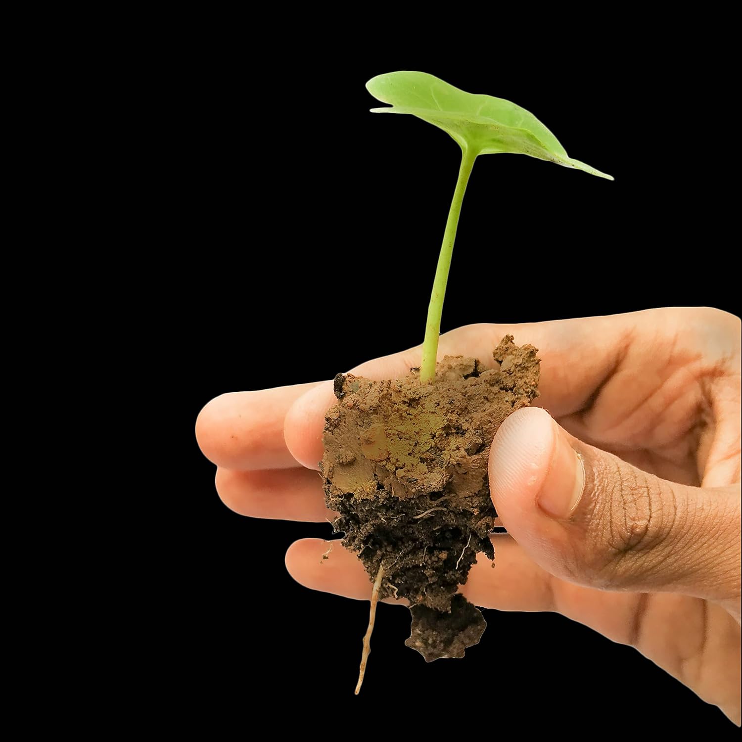 Human Birds International - Seed Balls, Just Throw & Grow, Tree Seed Bombs, Seed Balls Return Gift, Seed Balls of Trees (Peepal Seed Balls, 50) - Image 4