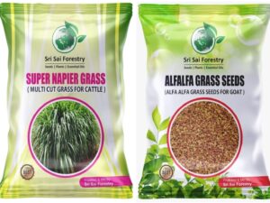 Super Napier & Alfalfa Grass (1000 Seeds Pack) | Multi Cut High Yield Fodder Grass for Cattle, Goat, Buffalo, Sheep | Nutritious Green Fodder for Dairy & Livestock