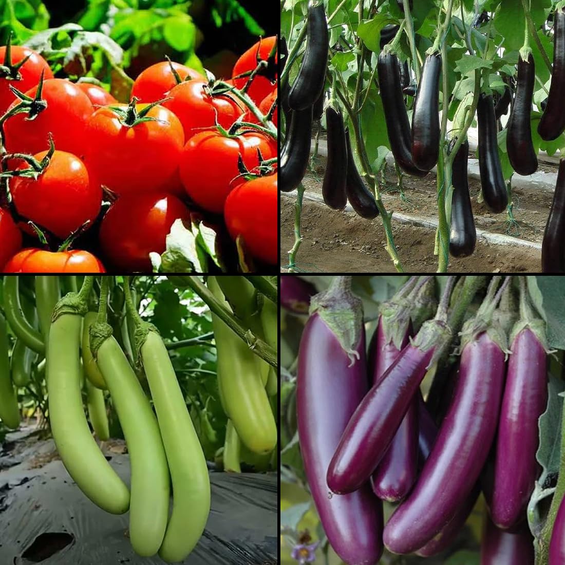 Tomato & Brinjals Combo Pack | 2000+ Non-GMO Seeds | Black, Green, Purple Brinjal with Tomato | Grow at Home Garden - 10g Each