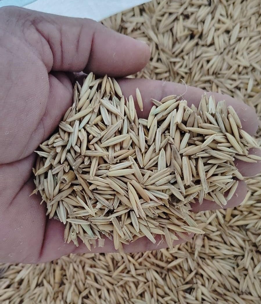 Hybrid Malai Makhan Green Grass Seeds Pack of 400g