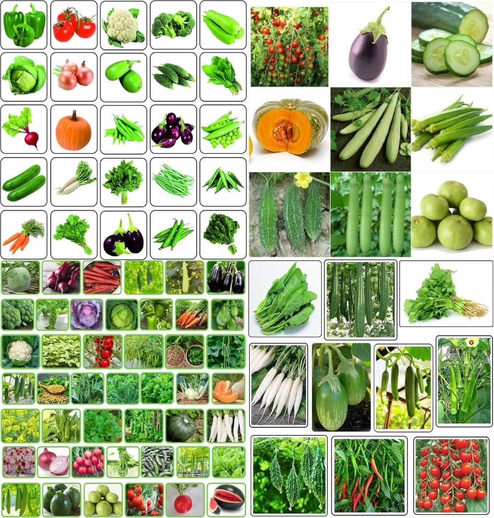 Spring home gardening combo vegetable Exotic Hybrid vegetable seeds Mix organic vegetable seeds 200 - Image 8