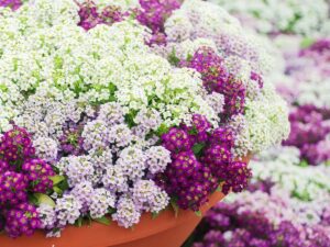 Flora Seeds Sweet Alyssum Hybrid Flower Seeds, Sweet Alyssum Flower Seeds, Sweet Alyssum mixed flower seeds For Home & Kitchen