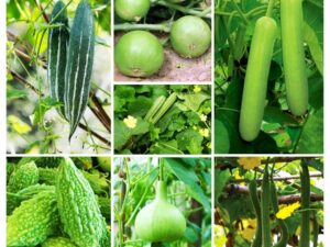 Summer vegetable seeds for pot (250 seeds)