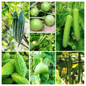 Summer vegetable seeds for pot (250 seeds)