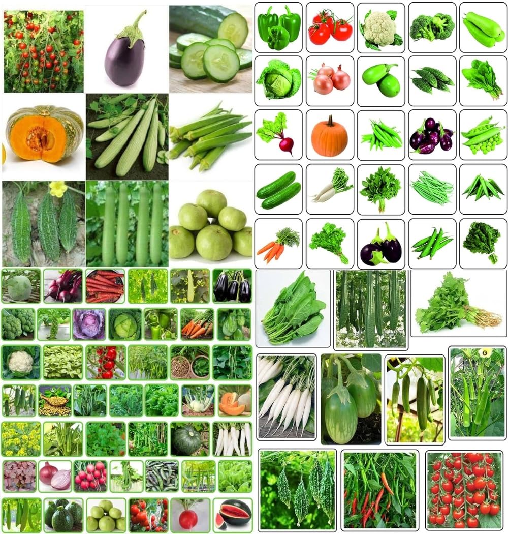 Spring home gardening combo vegetable Exotic Hybrid vegetable seeds Mix organic vegetable seeds 200 - Image 9