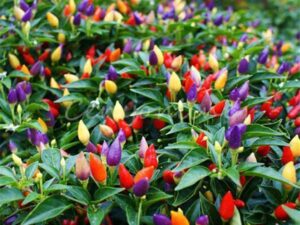Heirloom Rainbow Chilli Seeds for Terrace Gardening-(200 Seeds)