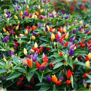 Heirloom Rainbow Chilli Seeds for Terrace Gardening-(200 Seeds)