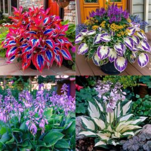 Annual Hosta Flower Seeds Perennial no of seeds 40