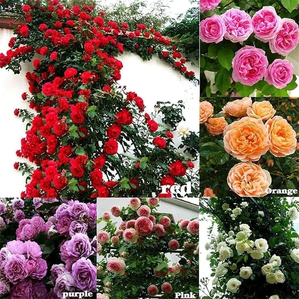 Climbing Rose Imported Flower Multicolours Seeds For Home and Kitchen Gardening Pack of 80 + Seeds for Vibrant Bloom Suitable for All Indian Season