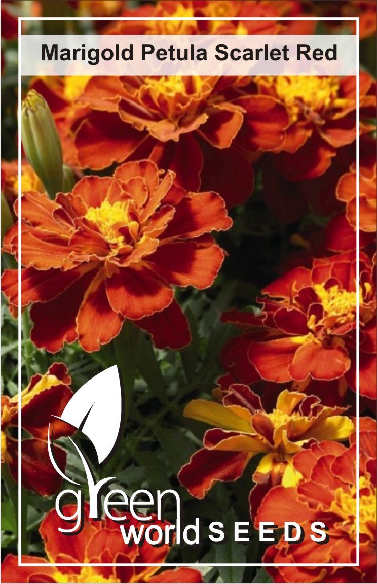 GREEN WORLD French Scarlet Red Marigold Seeds (100 Nos.)
