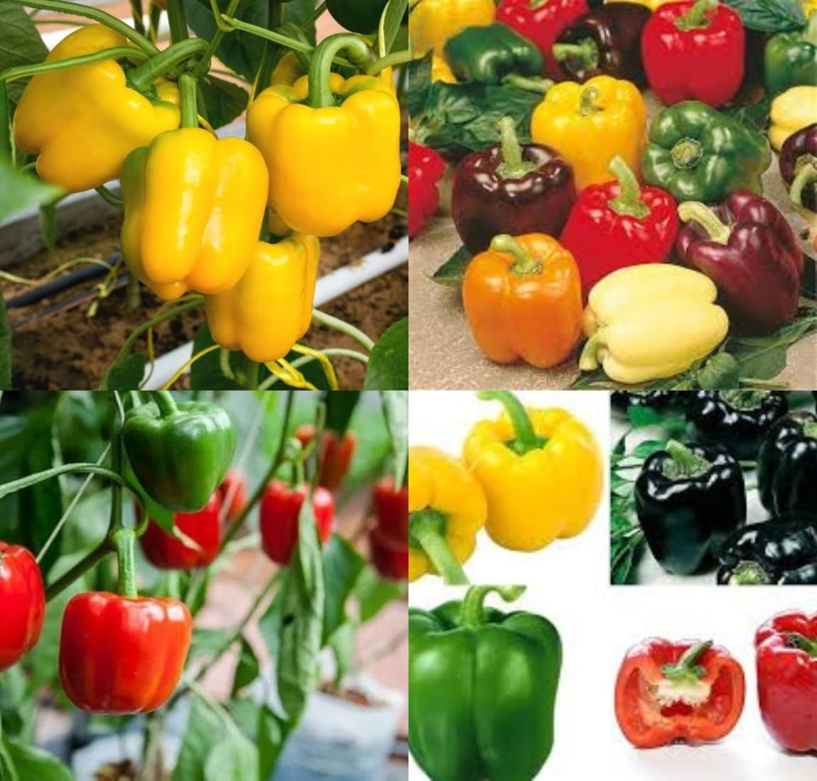 All seasons shimla mirch seeds shimla mirchi beez Shimla mirch vegetable seeds pack of 50 - Image 2