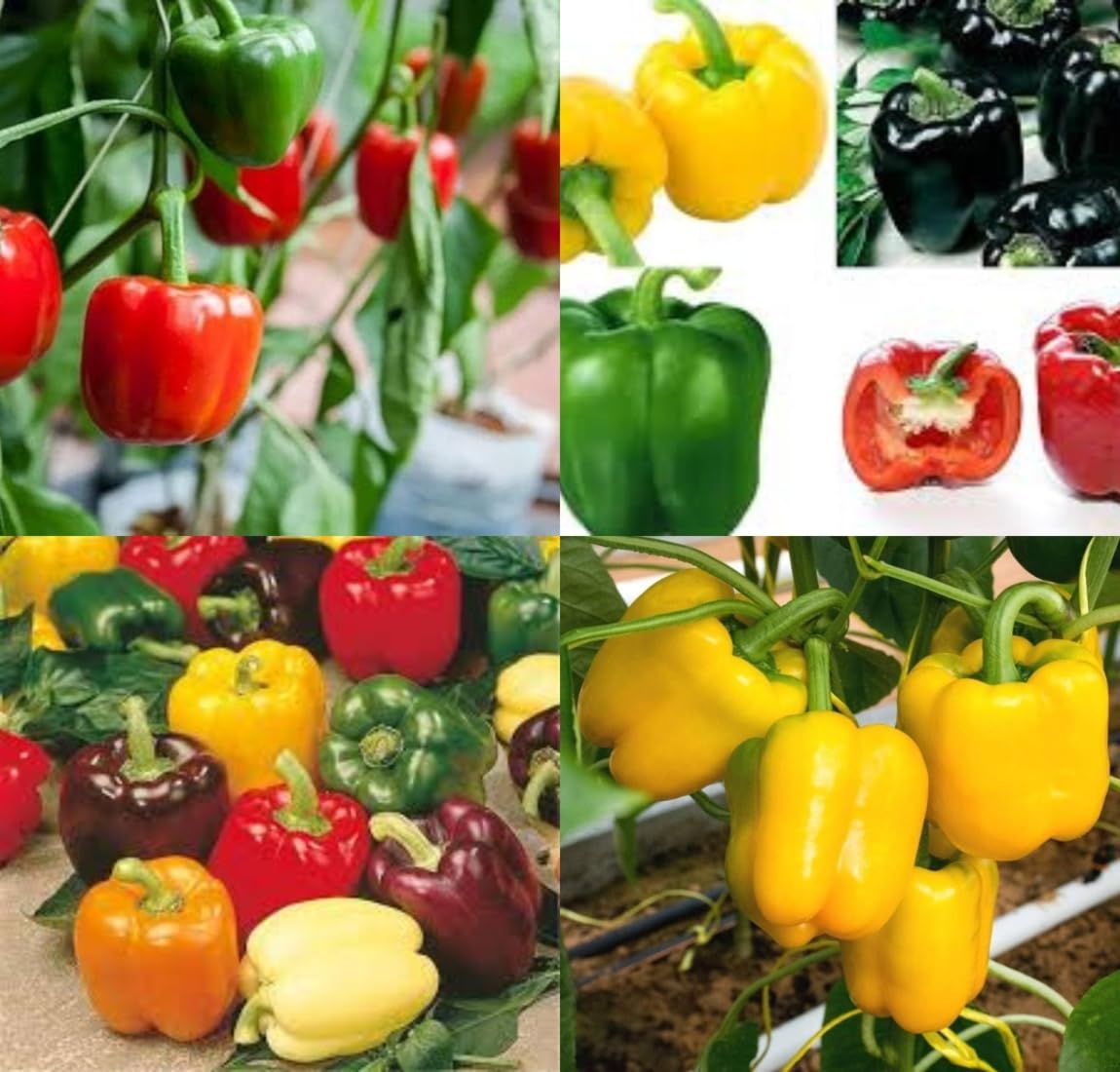 All seasons shimla mirch seeds shimla mirchi beez Shimla mirch vegetable seeds pack of 50 - Image 5