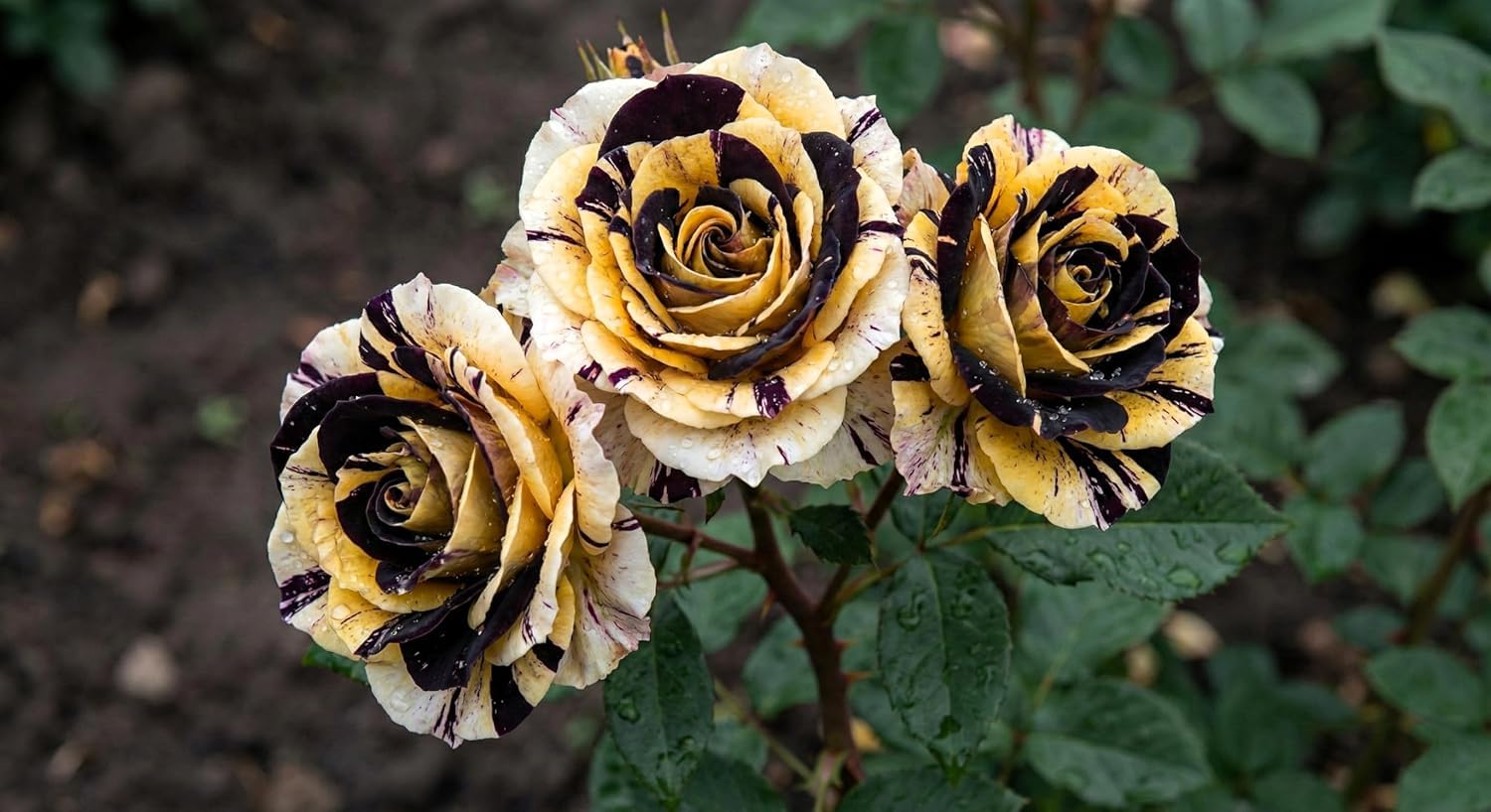 2 Live Hybrid Rose Cuttings - All-Season Blooming, Hybridization Mix - Fragrant Multi-Color Flowers for Home Garden & Balcony (ASSORTED) - Image 6