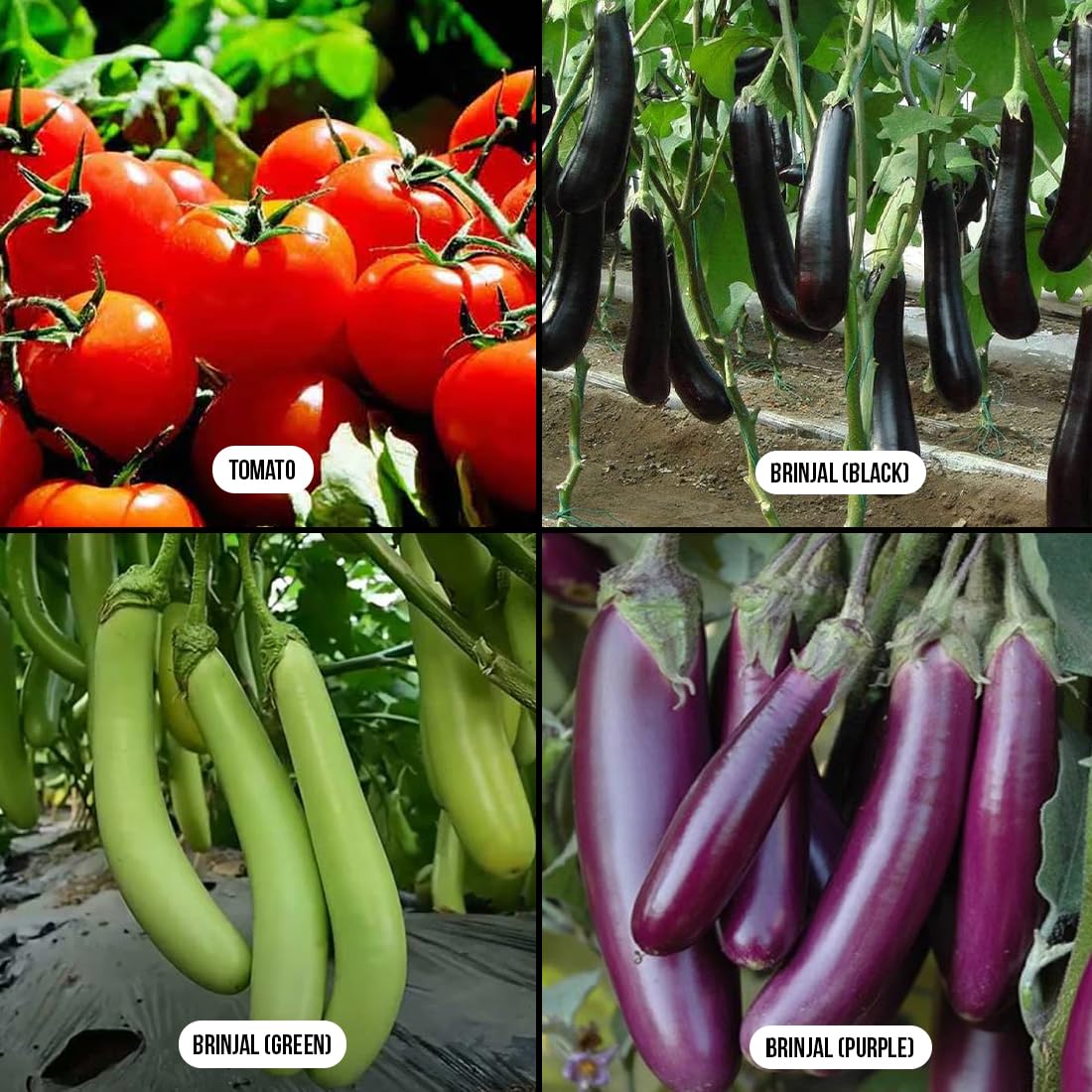 Tomato & Brinjals Combo Pack | 2000+ Non-GMO Seeds | Black, Green, Purple Brinjal with Tomato | Grow at Home Garden - 10g Each - Image 2