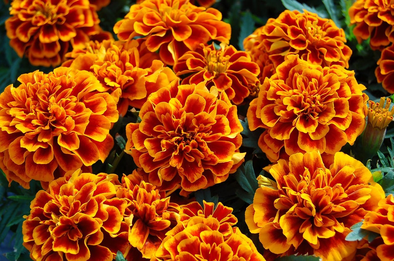 GREEN WORLD French Scarlet Red Marigold Seeds (100 Nos.) - Image 5