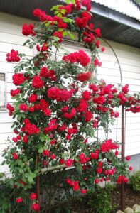 Climbing Rose Flower Seeds All Season | Flowering Plants Seeds for Home and Gardening – Pack of 40 seeds (Red)