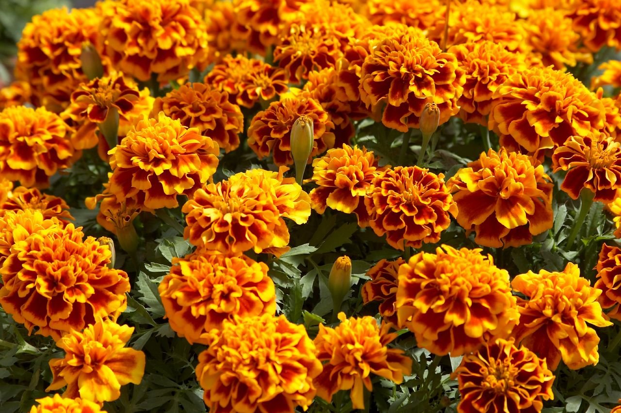 GREEN WORLD French Scarlet Red Marigold Seeds (100 Nos.) - Image 6