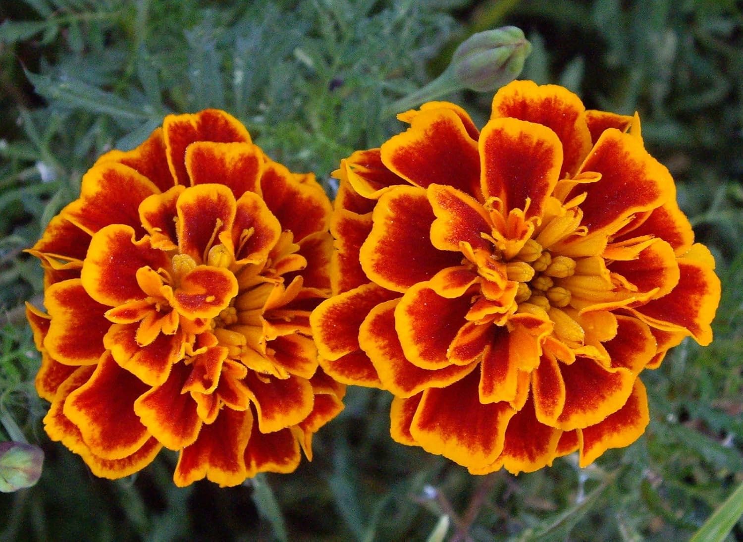 GREEN WORLD French Scarlet Red Marigold Seeds (100 Nos.) - Image 3