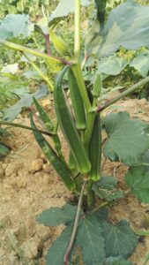 Hybrid Lady Finger (Okra) Seeds for Organic Home & Terrace Gardens – 100+ Seeds