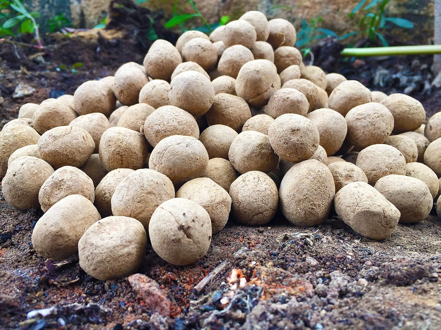 Human Birds International - Seed Balls, Just Throw & Grow, Tree Seed Bombs, Seed Balls Return Gift, Seed Balls of Trees (Peepal Seed Balls, 50) - Image 5