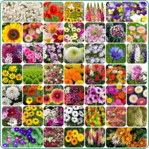 45 Variety Of Flower Seeds Combo Pack With Instruction Manual.