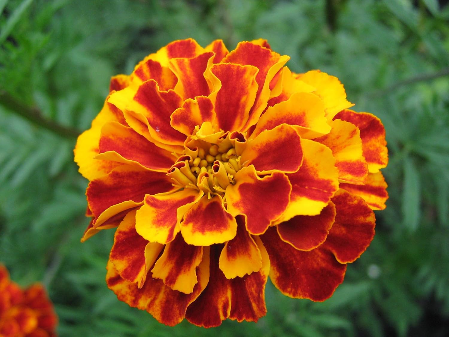 GREEN WORLD French Scarlet Red Marigold Seeds (100 Nos.) - Image 2