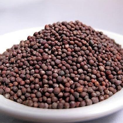 Ornamental/Flowering Kale Flower Seeds Pack Of 30 | Indoor And Outdoor | for Planting in Home Kitchen Terrace Balcony Gardening - Image 2