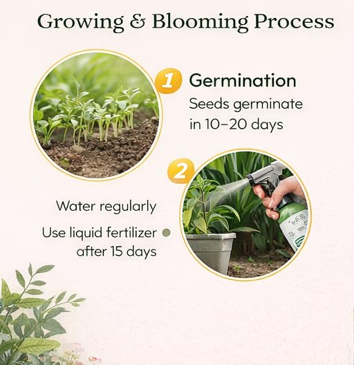 Ornamental/Flowering Kale Flower Seeds Pack Of 30 | Indoor And Outdoor | for Planting in Home Kitchen Terrace Balcony Gardening - Image 3