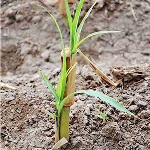 Super Napier Hybrid Multicut Grass Seeds for Livestock Feed and Forage Cultivation Suitable for Field Farming Pack of 50g - Image 5