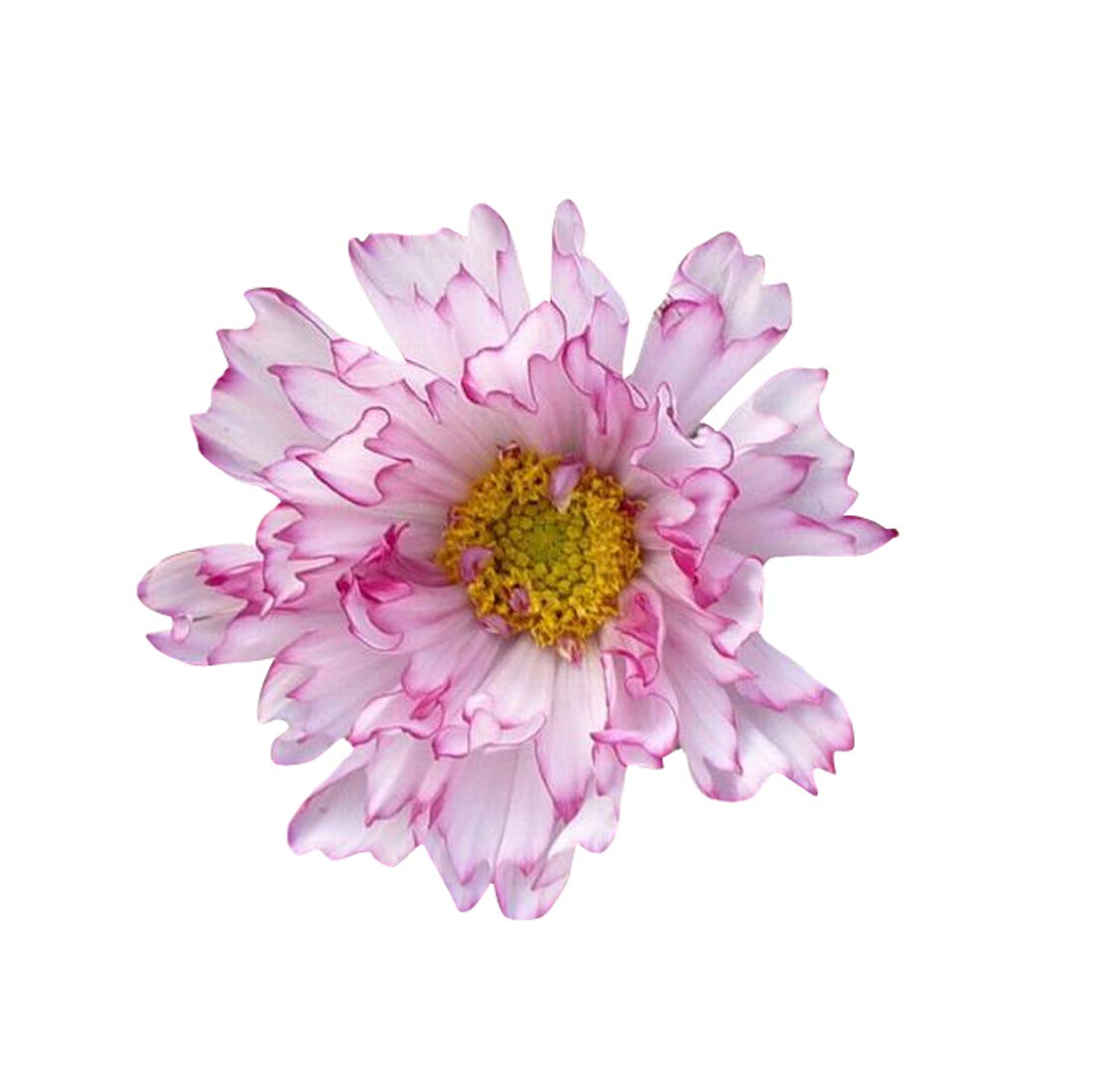 Futaba Double Cosmos Sementes Flower Seeds-light Pink-100Pcs